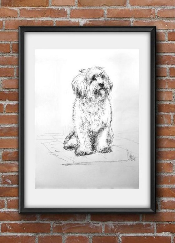 Shih Tzu dog