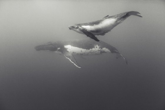 Humpback Whale