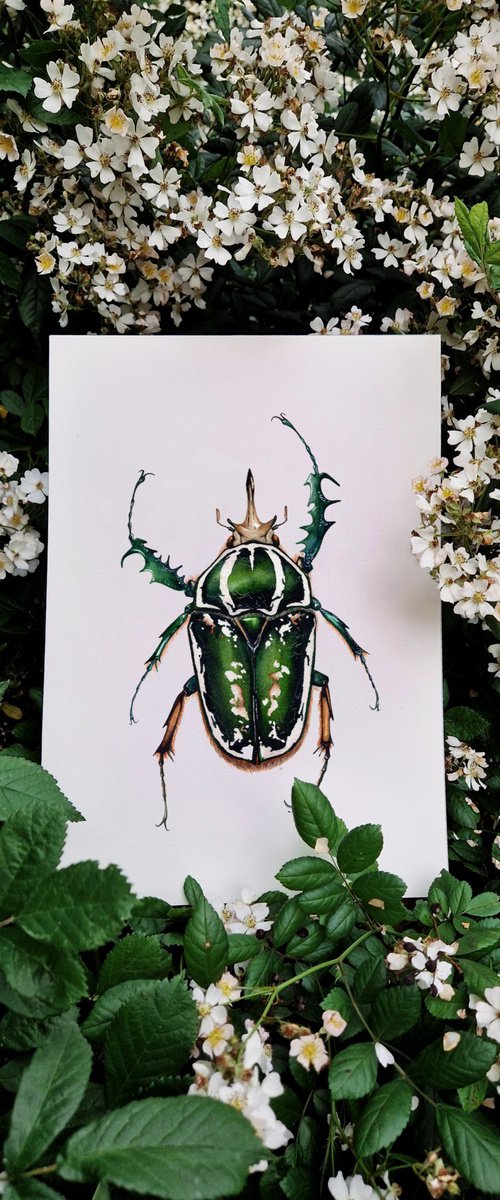 Mecynorhina torquata ugandensis, the Giant African Flower Beetle by Katya Shiova