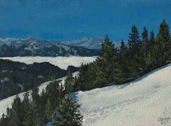 Sunlit Firs