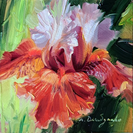 Iris redblooming