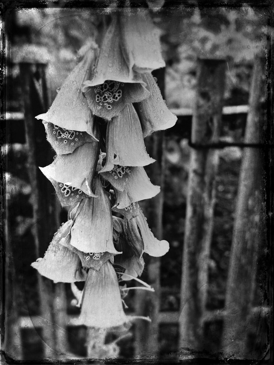 Photorealistic Botanical Photograph By Anna Bush, 12 X 17, Foxgloves 28Th May 2024, Original Artwork