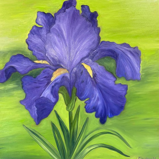 Purple Iris