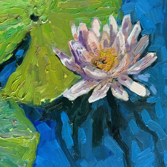 Water lily