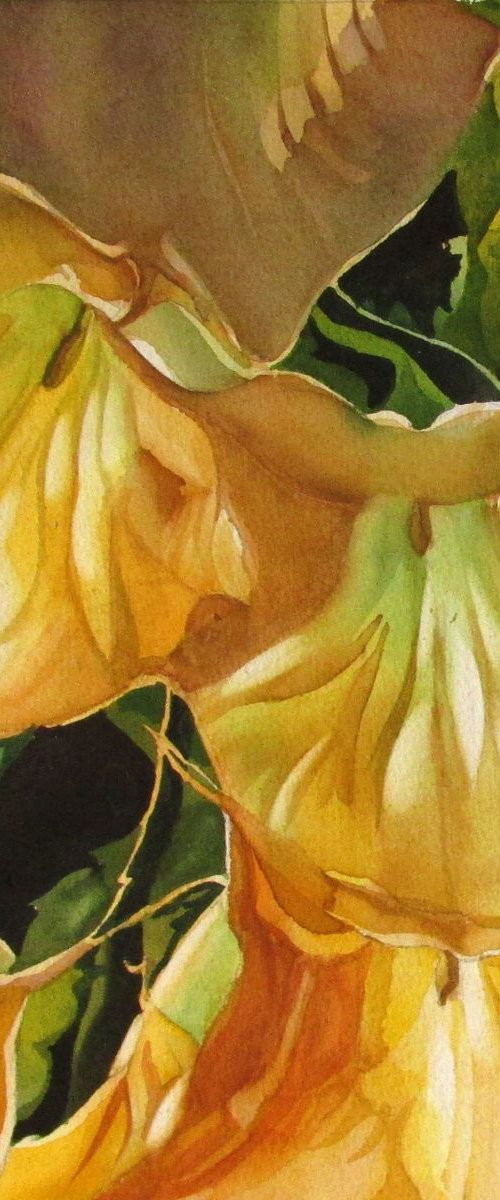 golden brugmansia by Alfred  Ng