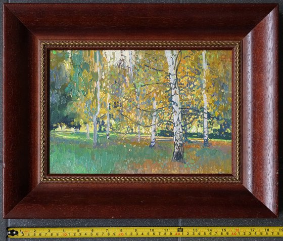 Birch trees at sunset in September