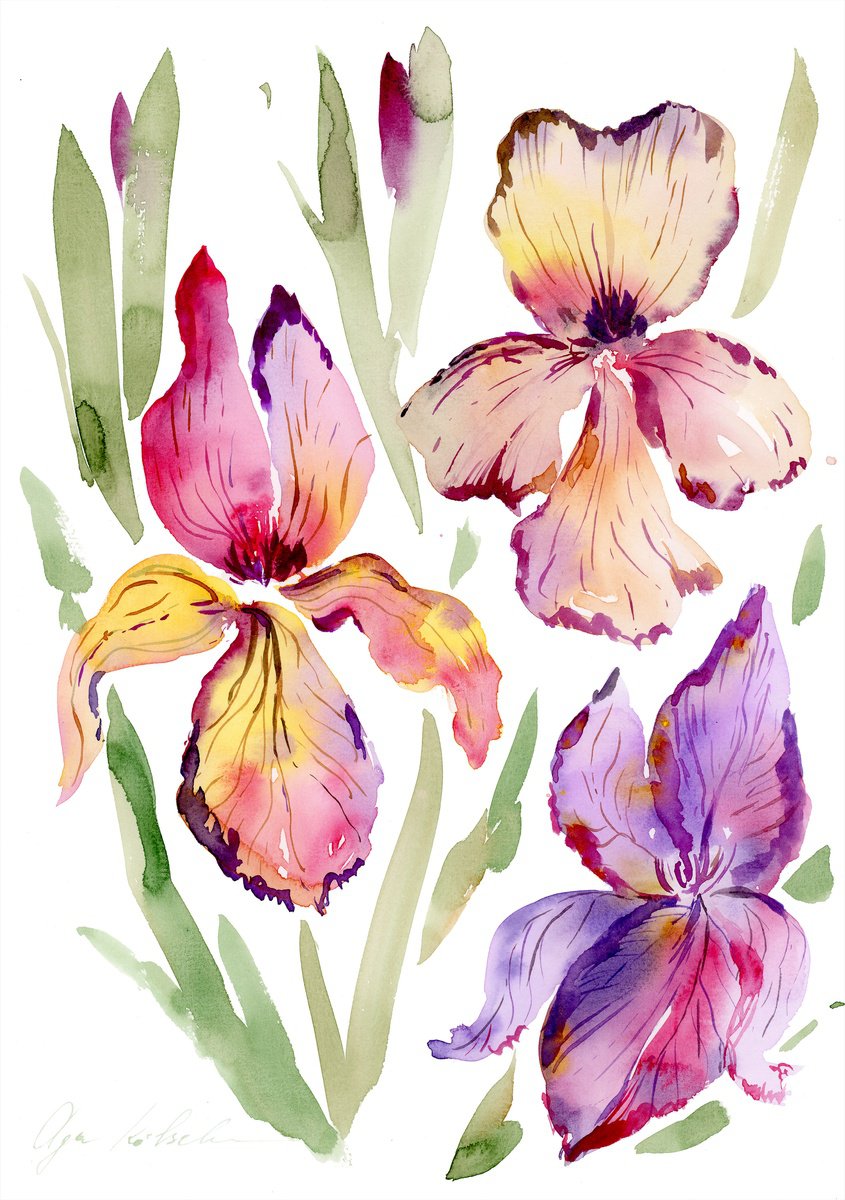 Bright Iris watercolor by Olga Koelsch