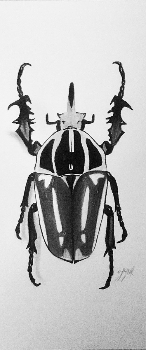 Goliathus orientalis beetle by Amelia Taylor