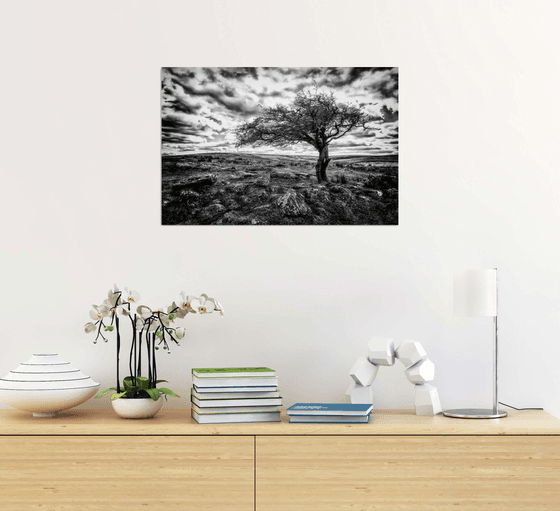 Beautiful Dartmoor Hawthorne