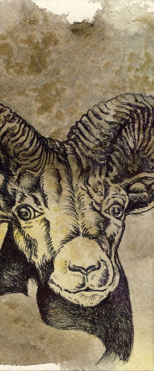 The year of the Ram by Alfred Ng