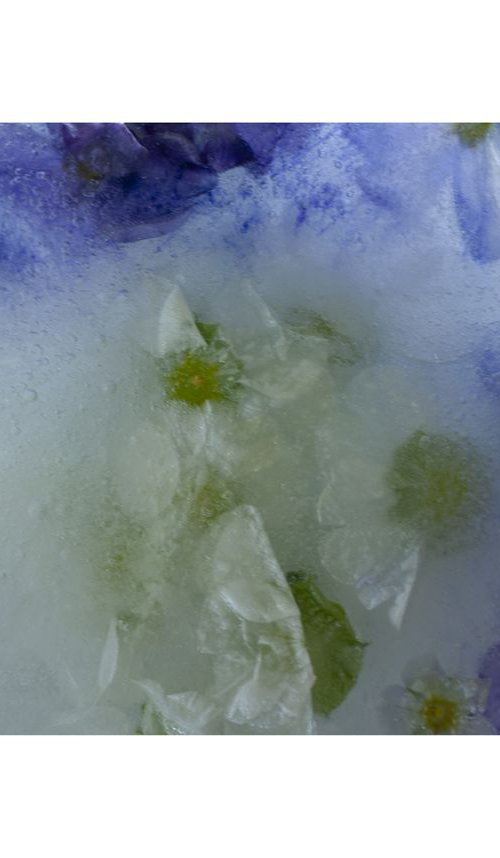 Pansies in Ice by Judith Nicklin