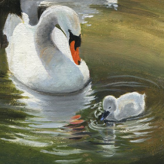 Swan family in the park pond