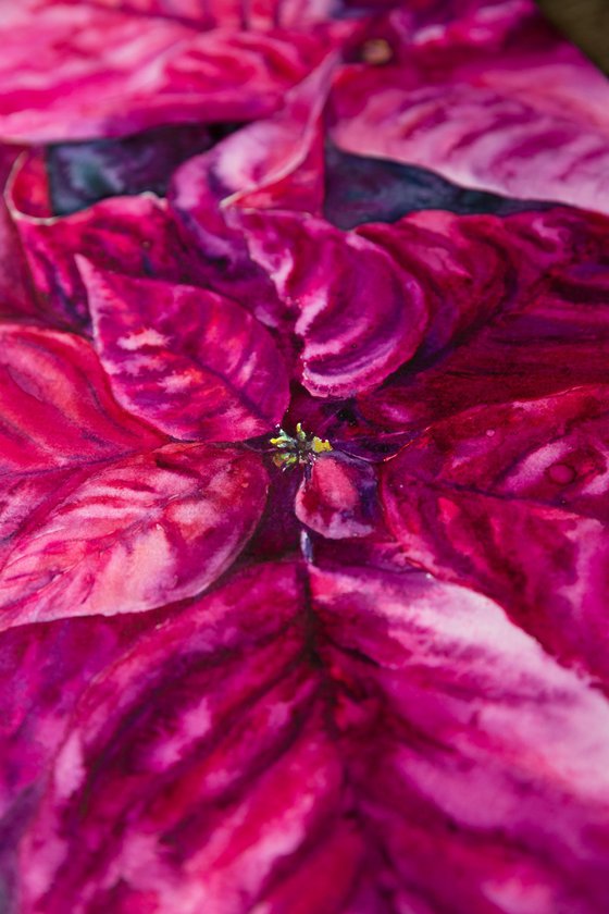 Poinsettia magenta flower