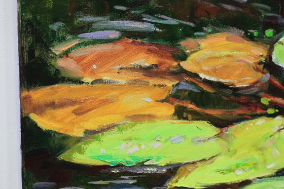 Water lilies