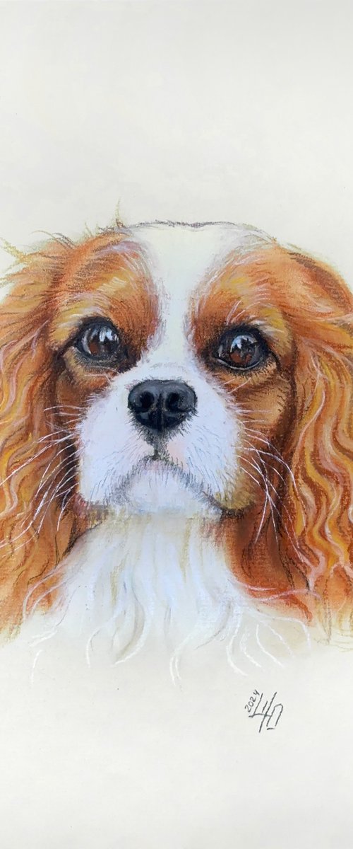 Gentle Cavalier King Charles Spaniel Portrait by Julia Shilo