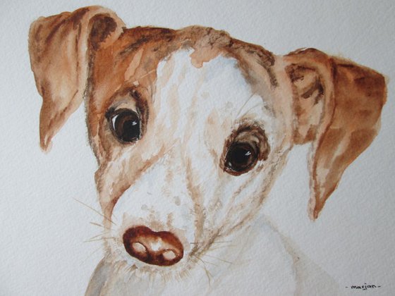 Cute Jack Russell Puppy Dog