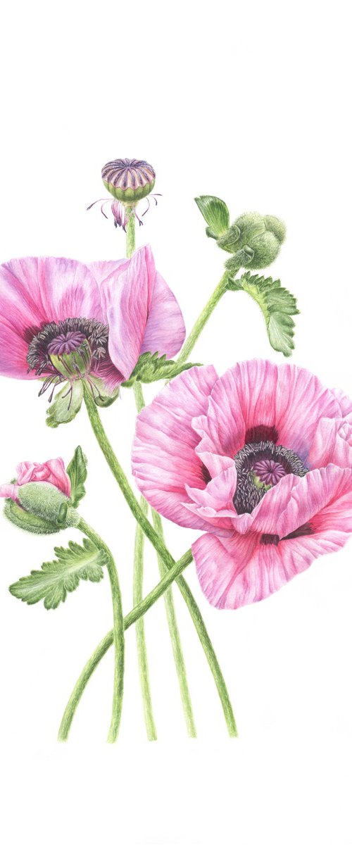 Pink Poppies by Alona Hrinchuk