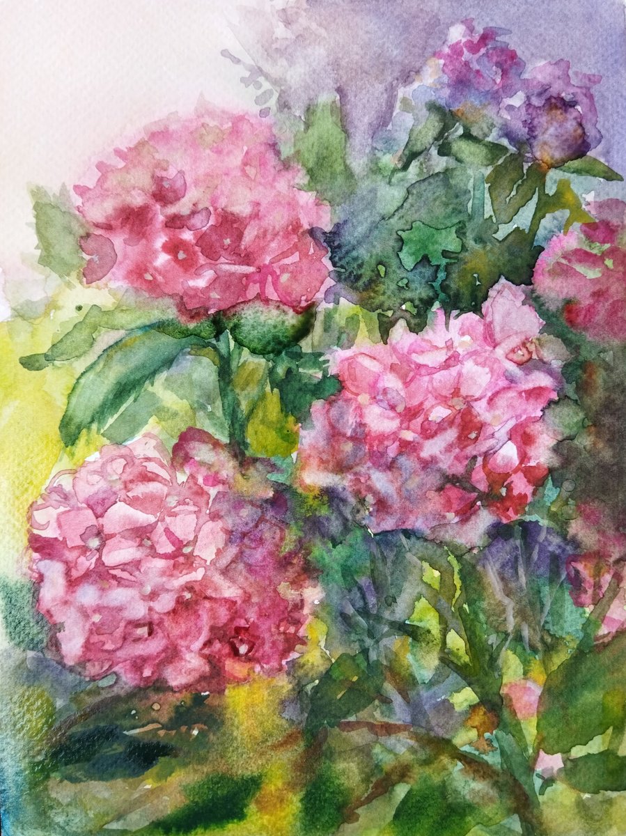 Hydrangeas garden by Ann Krasikova