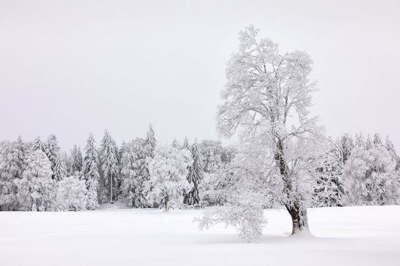 Leaning Tree