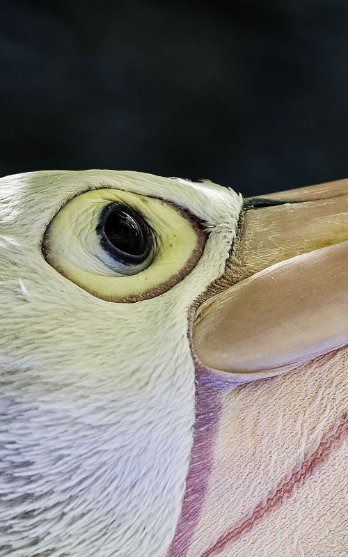 Birds - The pensive pelican          Port Douglas, Queensland, Australia by MBK Wildlife Photography