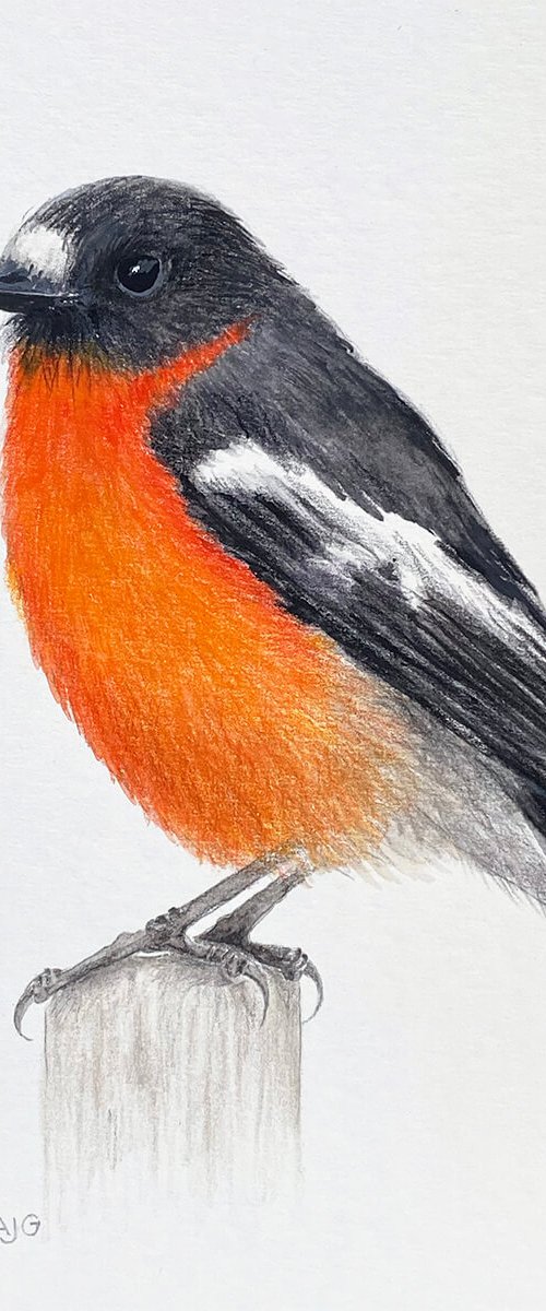 Flame Robin by Amanda Gosse