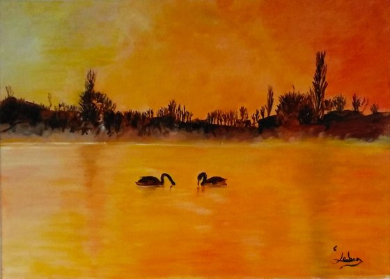 Swans at sunset -birds - sunset