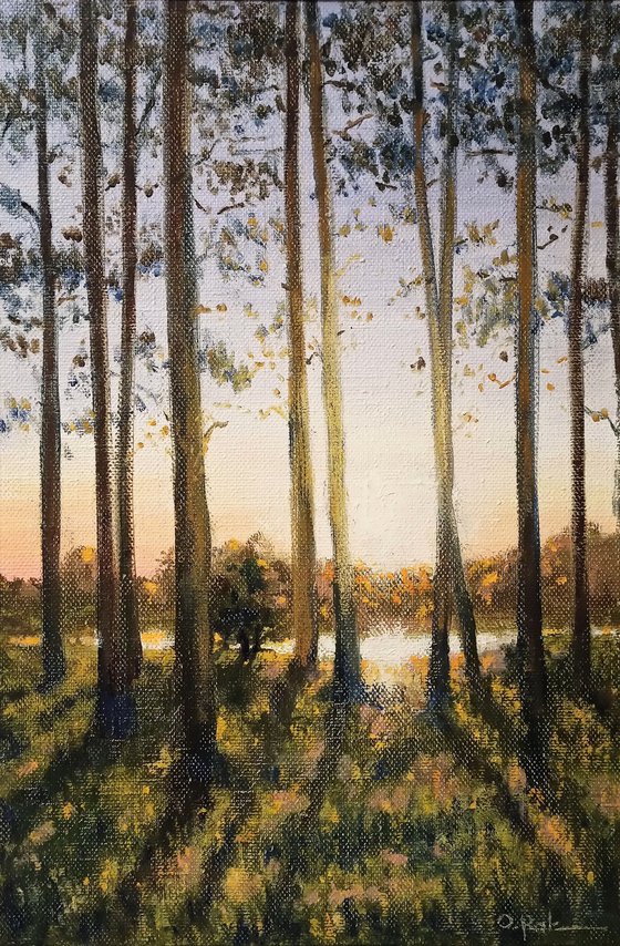 Pine trees on the shore