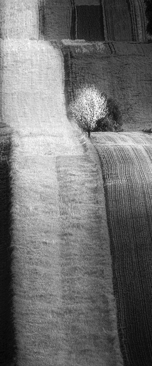 Tree on the fields by Tomasz Grzyb