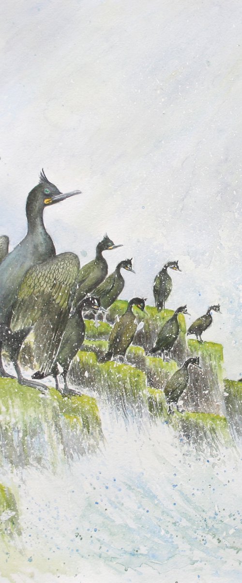 Shags in the spray by John Horton