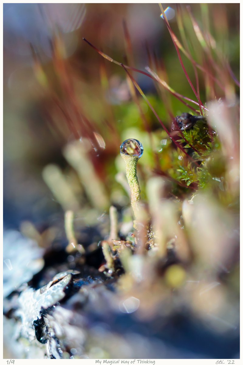 My Magical Way of Thinking - art photo of a Cladonia lichens in the moss and raindrops, li... by Inna Etuvgi