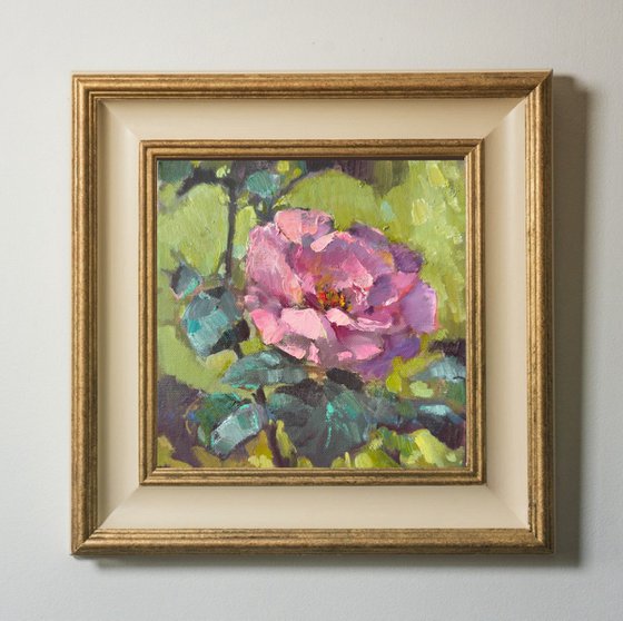 One pink rose
