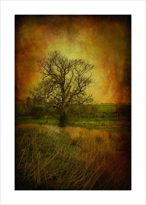 Tree in field with grasses by Martin  Fry