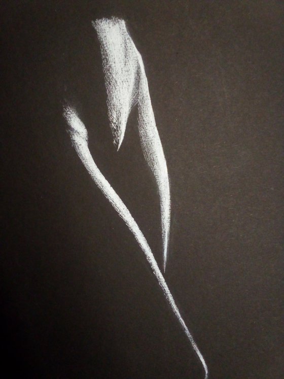 Nude noir #269 (21X29)cm