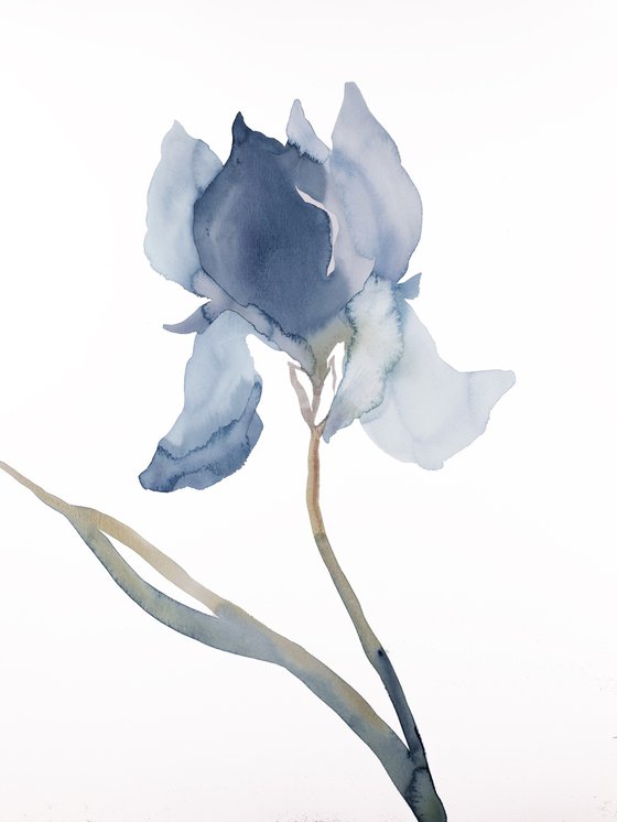 Iris No. 177