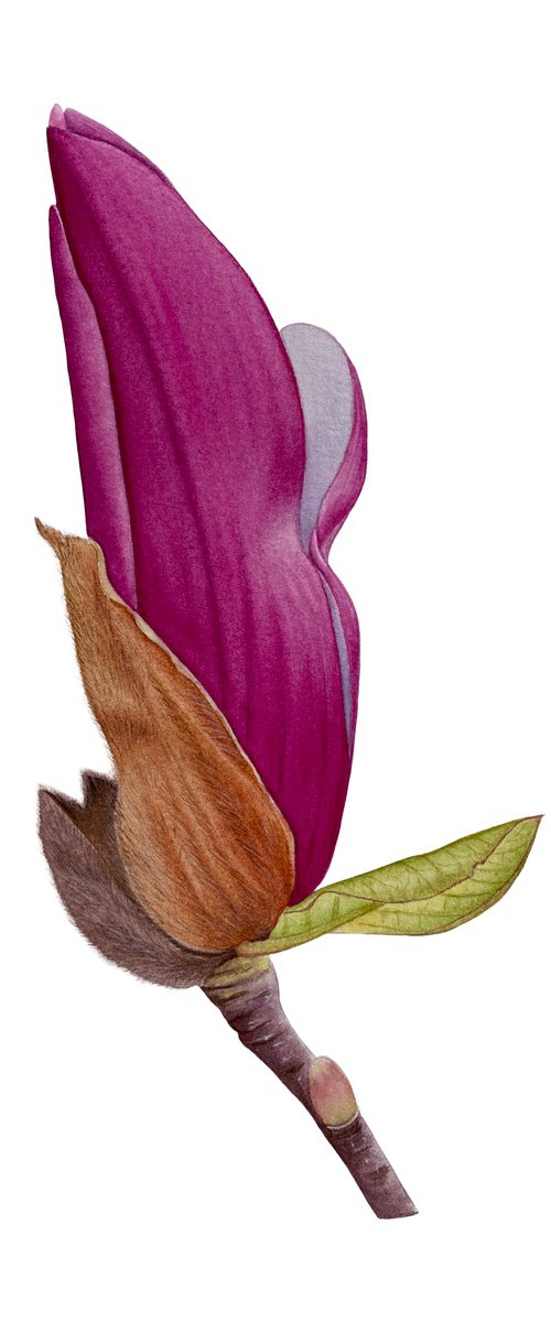 Magnolia bud by Tina Shyfruk