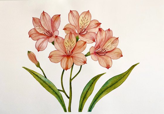Alstroemeria. Peruvian Lily