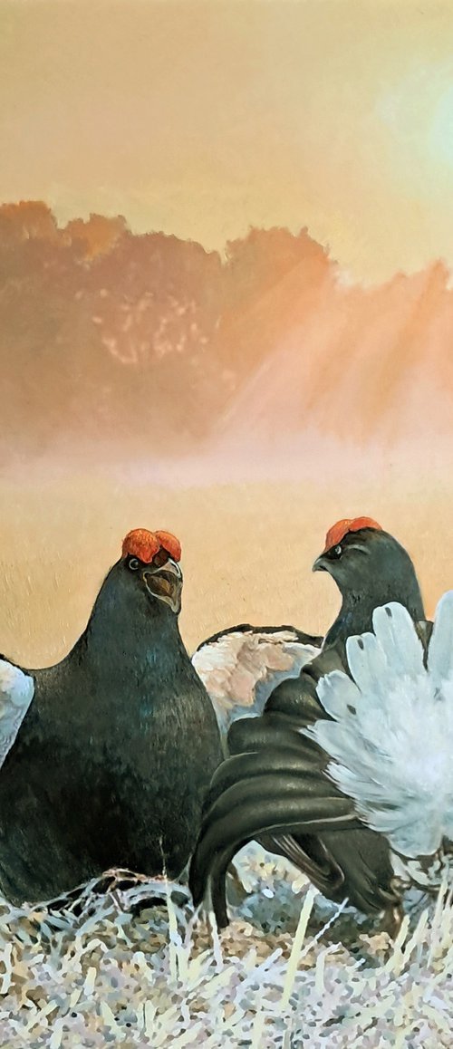 BLACK GROUSE ON THE LEK / MAN-TO-MAN TALK by Tatiana Rezvaya