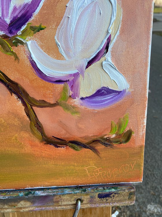 Dutch Magnolia