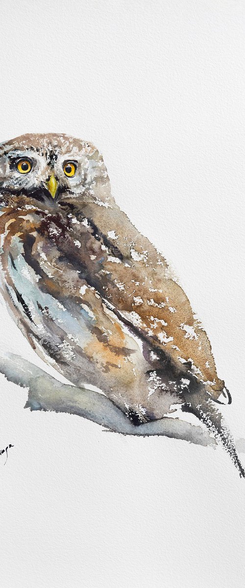 Eurasian Pygmy Owl III by Andrzej Rabiega