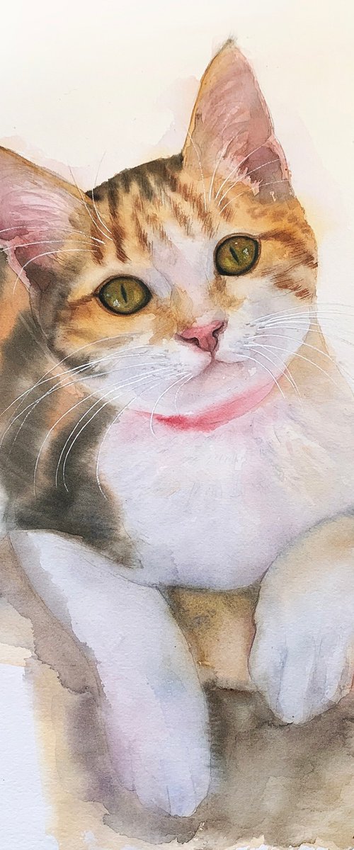 Cat portrait 30x42 cm by Tetiana Koda
