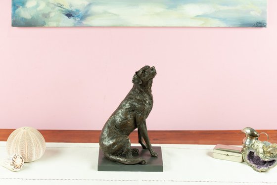 "Affection"Labrador BR