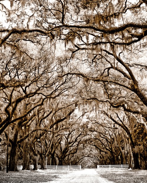 A WALK TO REMEMBER Savannah GA by William Dey