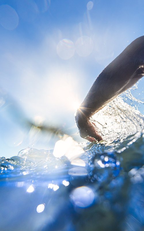 Open Water Swimming - I by Robert Houser