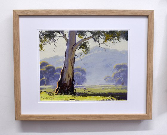 Australian Eucalyptus tree with sheep