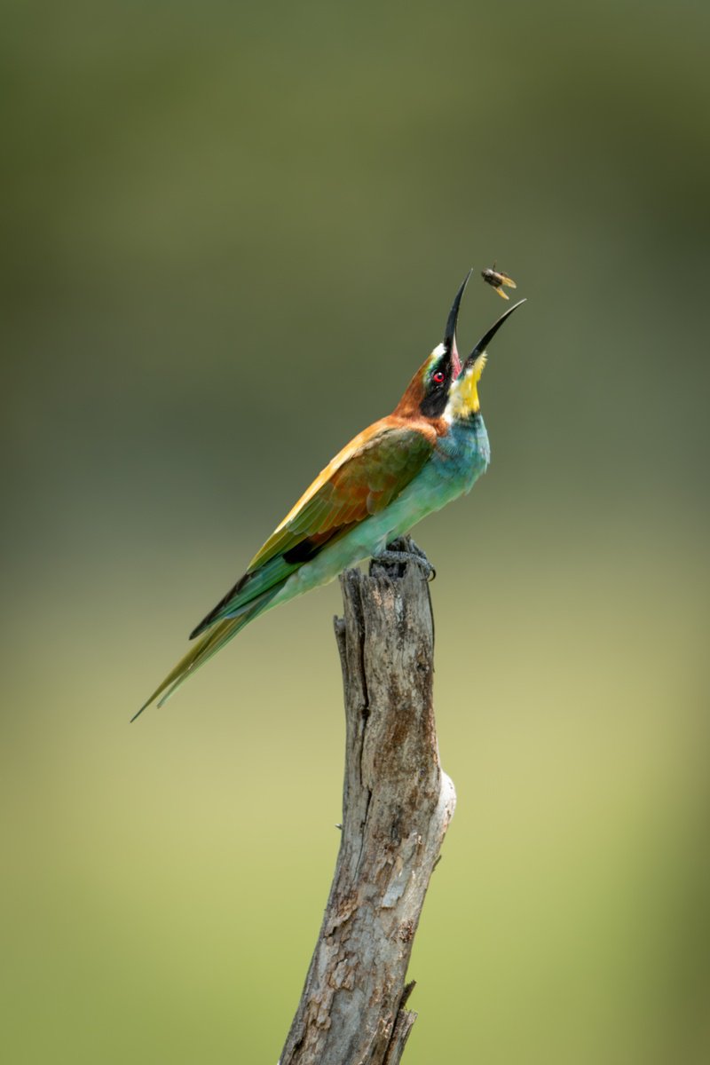 Photorealistic Animal Photograph By Nick Dale, 26 X 33", Fly Bee, Original Artwork