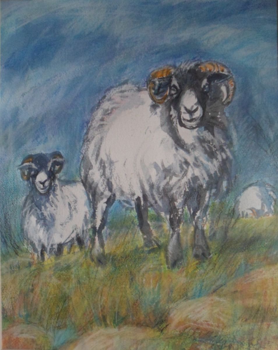 Two shaggy sheep by Jean Luce