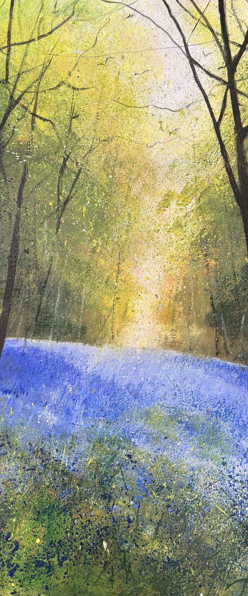 Warm light Through Bluebells by Teresa Tanner