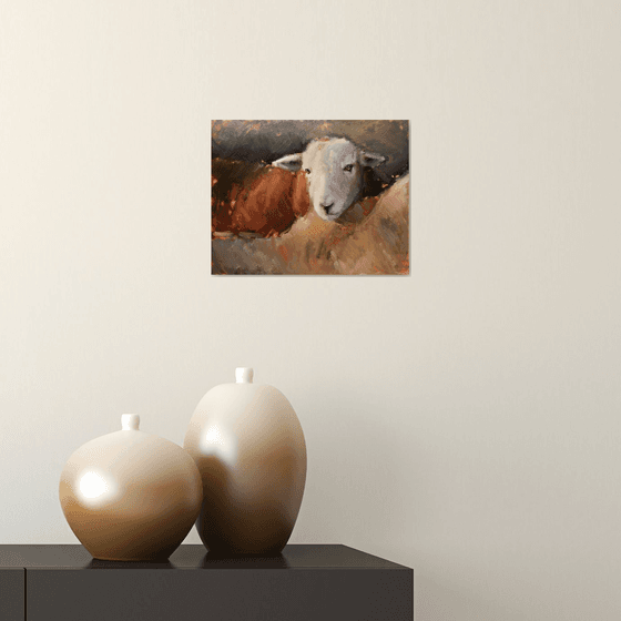 Herdwick Sheep Study