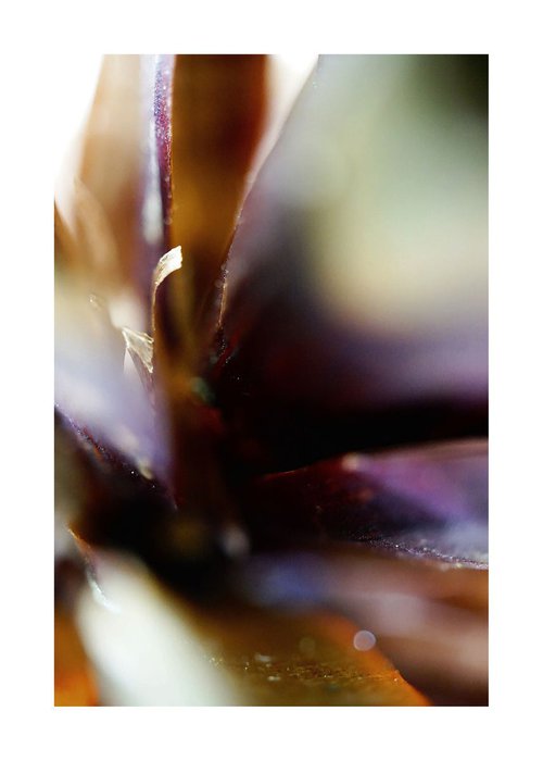 Abstract Nature Photography 62 by Richard Vloemans