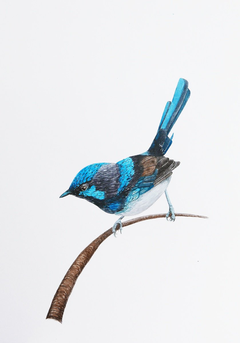 Curious blue bird by Karina Danylchuk